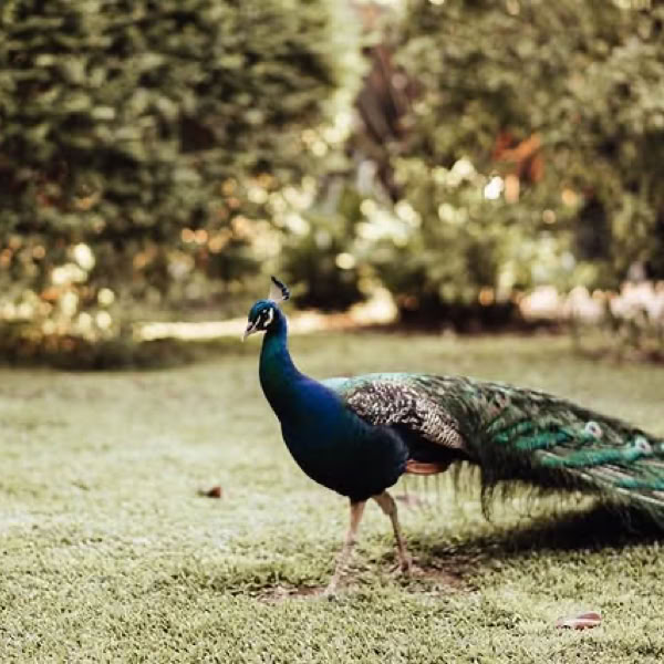Pavo real
